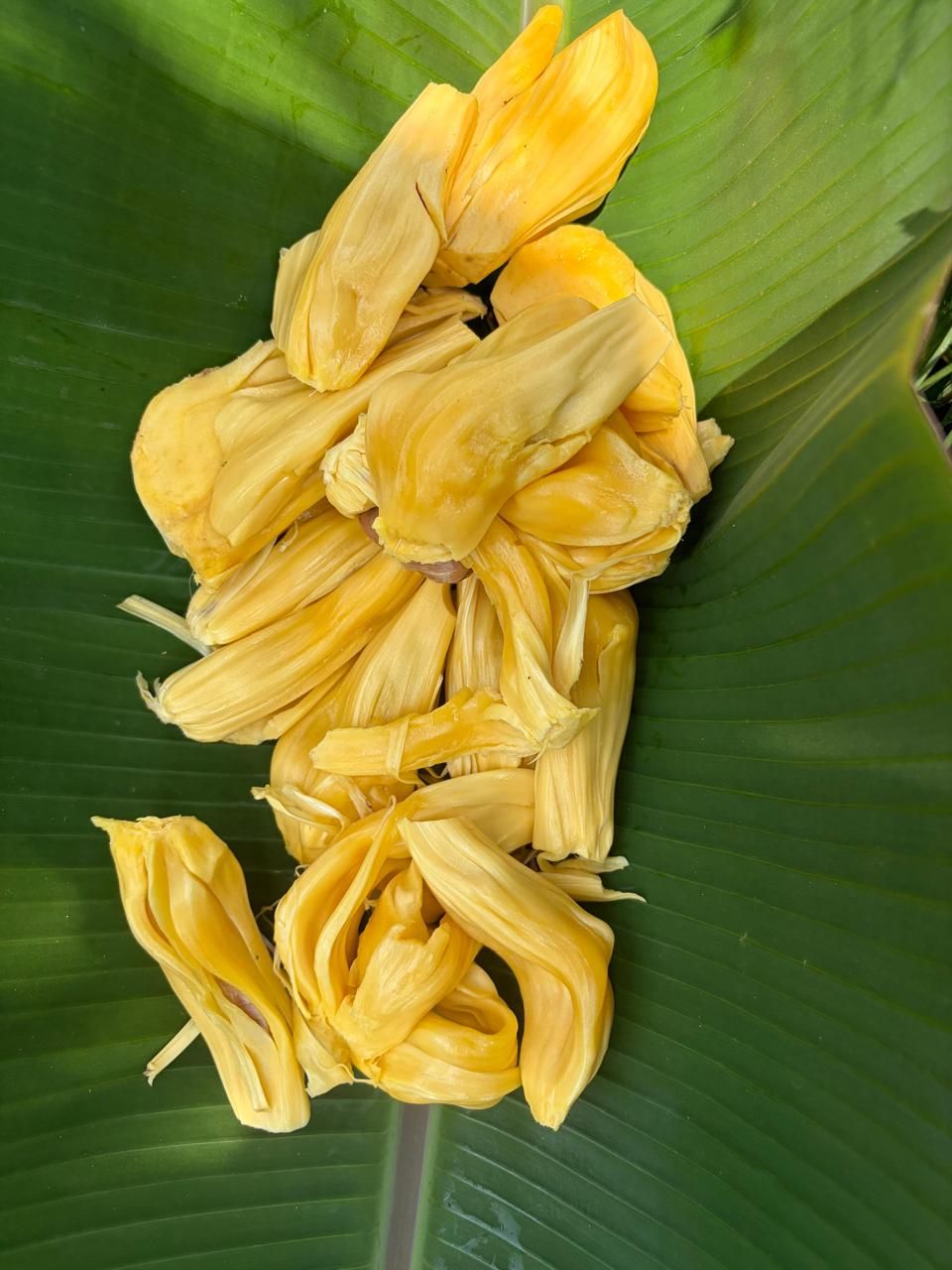 Ripe jackfruit pods on a banana leaf