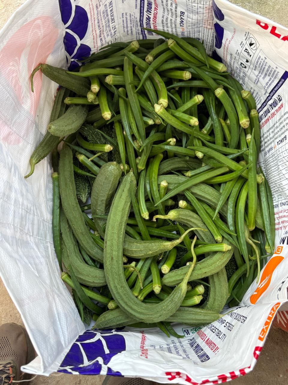 A bag of freshly harvested lady fingers, ridge gourds and bitter gourds