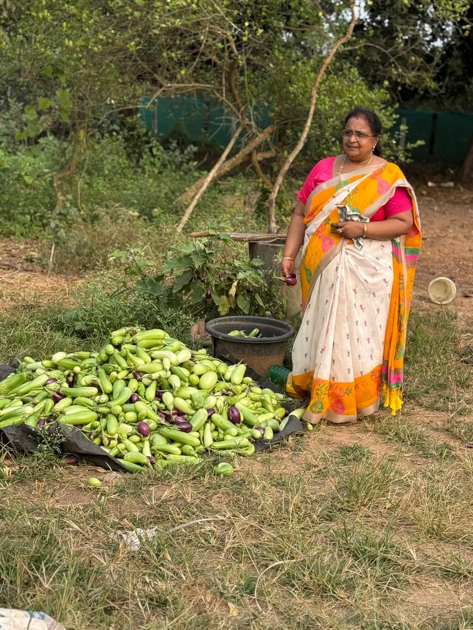 A woman with a heap of freshly picked brinjals