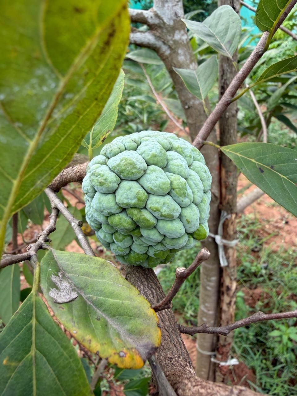 A custard apple growing on the tree
